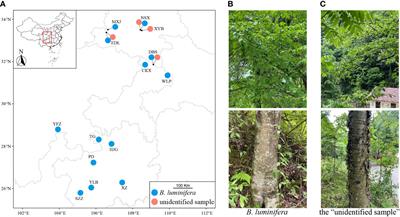 Betula mcallisteri sp. nov. (sect. Acuminatae, Betulaceae), a new diploid species overlooked in the wild and in cultivation, and its relation to the widespread B. luminifera